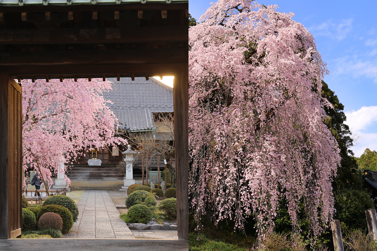 桜の 見どころ おうめ観光ガイド